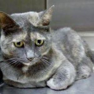 Meet your Posher, Joan